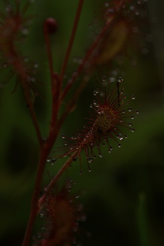 Drosera affinis