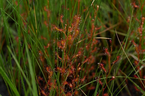 Drosera affinis