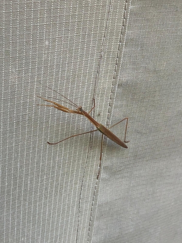 Stick Mantis