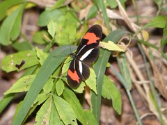 Heliconius erato phyllis