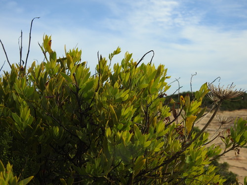 Image of Osyris lanceolata by (c) Duarte Frade, some rights reserved (CC BY)