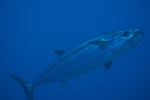 Dogtooth tuna