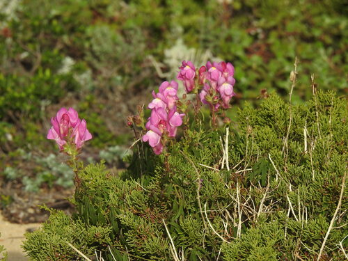 Antirrhinum cirrhigerum, photograph 2