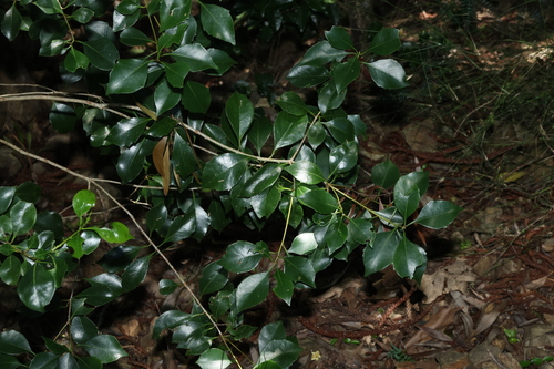 Image of Auranticarpa rhombifolia by (c) Greg Tasney, some rights reserved (CC BY-SA)