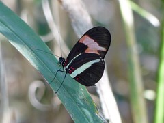 Heliconius erato phyllis