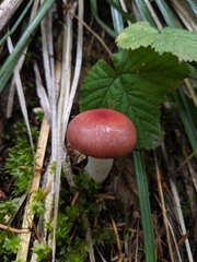 Gomphidius subroseus