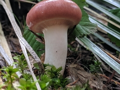 Gomphidius subroseus