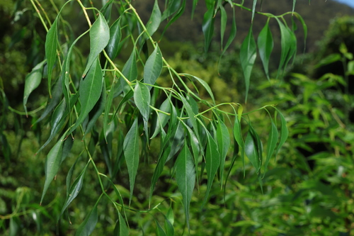 Image of bell fruit by (c) Greg Tasney, some rights reserved (CC BY-SA)