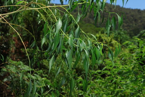 Image of Bell Fruit (Codonocarpus attenuatus) by (c) Greg Tasney, some rights reserved (CC BY-SA)