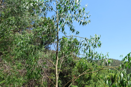 Image of bell fruit by (c) Greg Tasney, some rights reserved (CC BY-SA)
