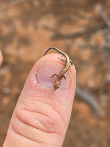 Common Dwarf Skink, Menetia greyii