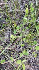 Jacquemontia curtissii