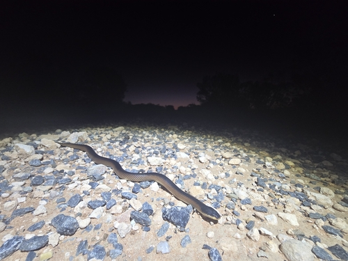 Black-naped Hooded Snake sighting