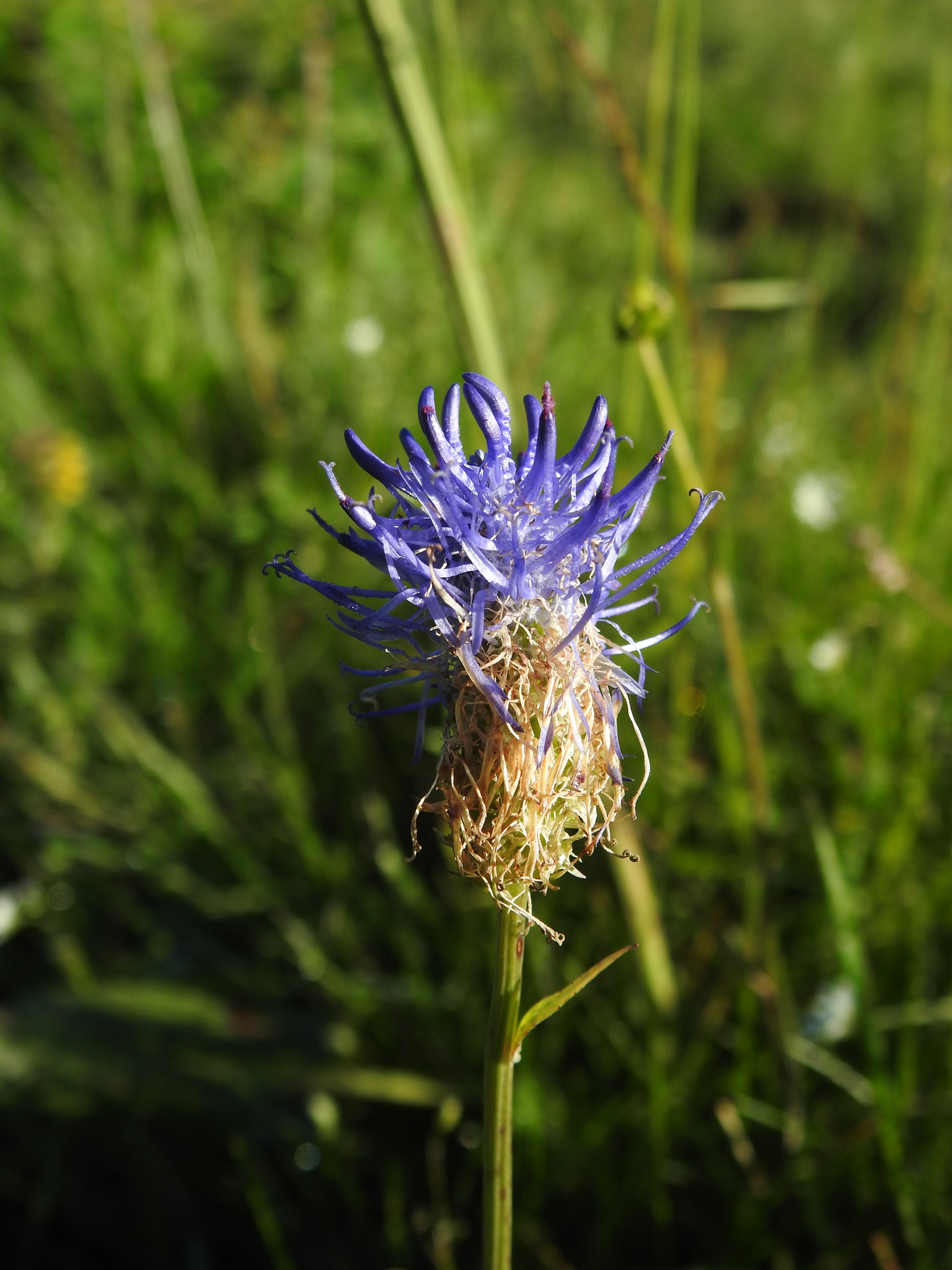 Phyteuma gallicum