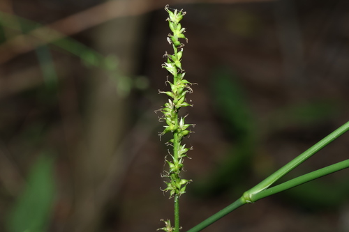 Carex declinata (Carex declinata)