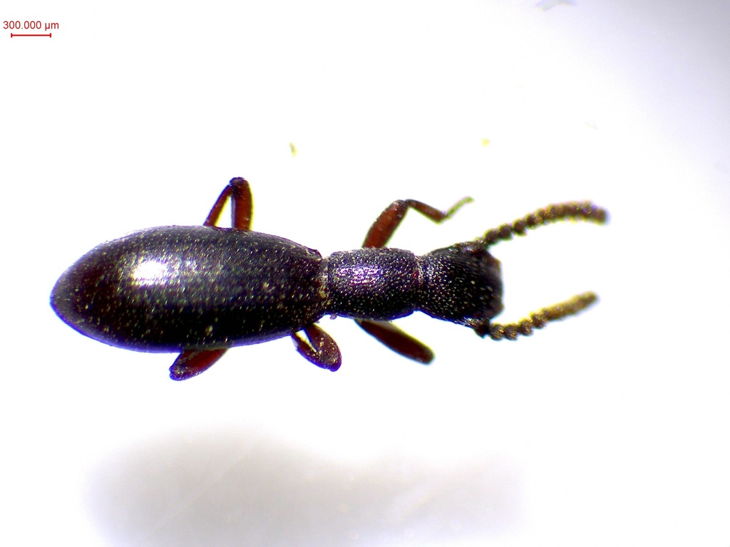 Dichillus minutus