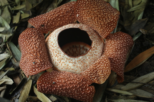Rafflesia keithii Meijer