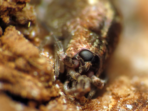 Jumping Bristletail photo 4