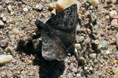 Erynnis persius