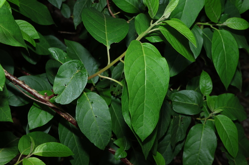Image of Deeringia arborescens by (c) Greg Tasney, some rights reserved (CC BY-SA)