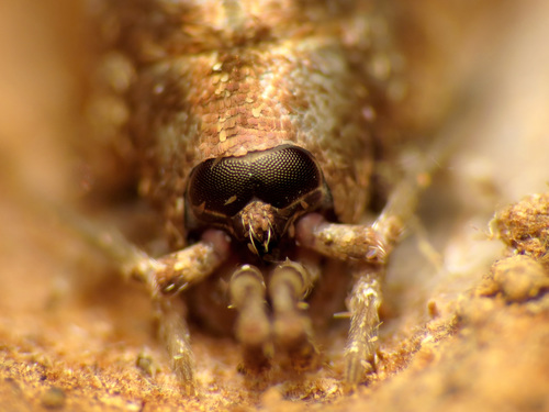 Jumping Bristletail photo 3