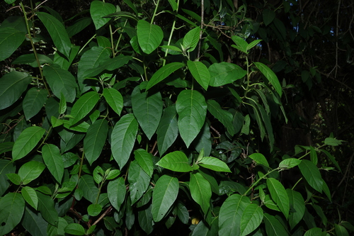 Image of Deeringia arborescens by (c) Greg Tasney, some rights reserved (CC BY-SA)
