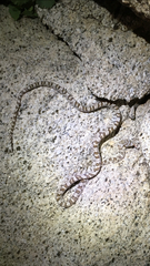 Trimorphodon lyrophanes