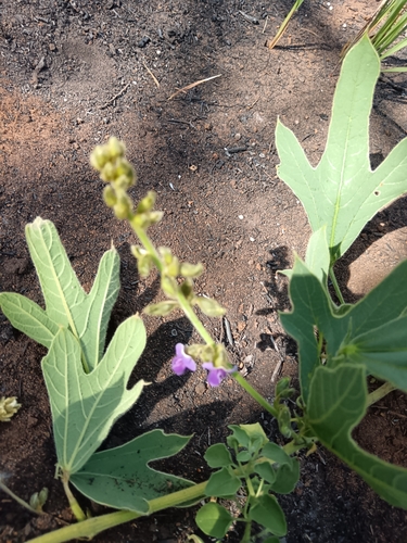 Image of Neorautanenia ficifolia by (c) Hildegard Klein, some rights reserved (CC BY)