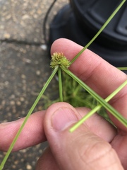 Cyperus metzii