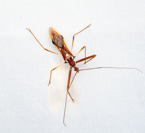 Epidaus famulus