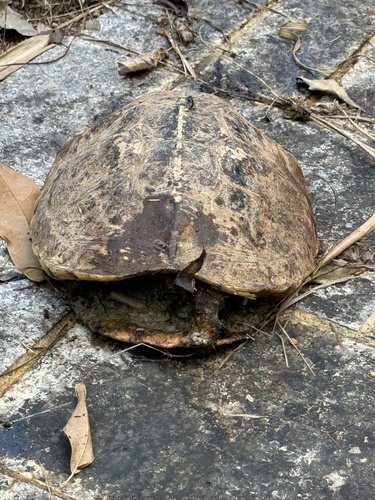 Cuora trifasciata, 2024-12-08