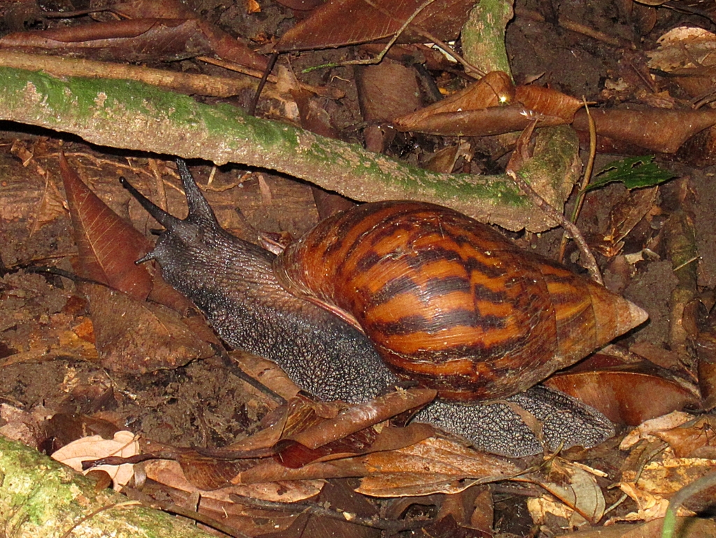 Giant Tiger Land Snail