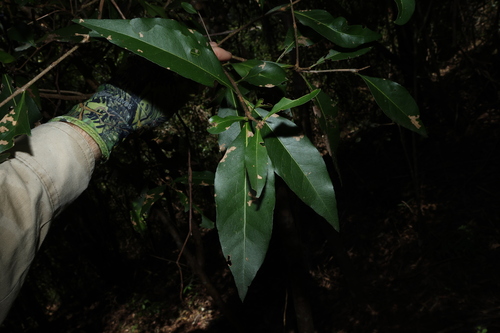 Image of Notelaea longifolia by (c) Greg Tasney, some rights reserved (CC BY-SA)