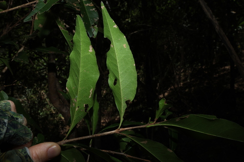 Image of Notelaea longifolia by (c) Greg Tasney, some rights reserved (CC BY-SA)