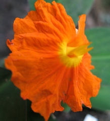 Chamaecostus cuspidatus