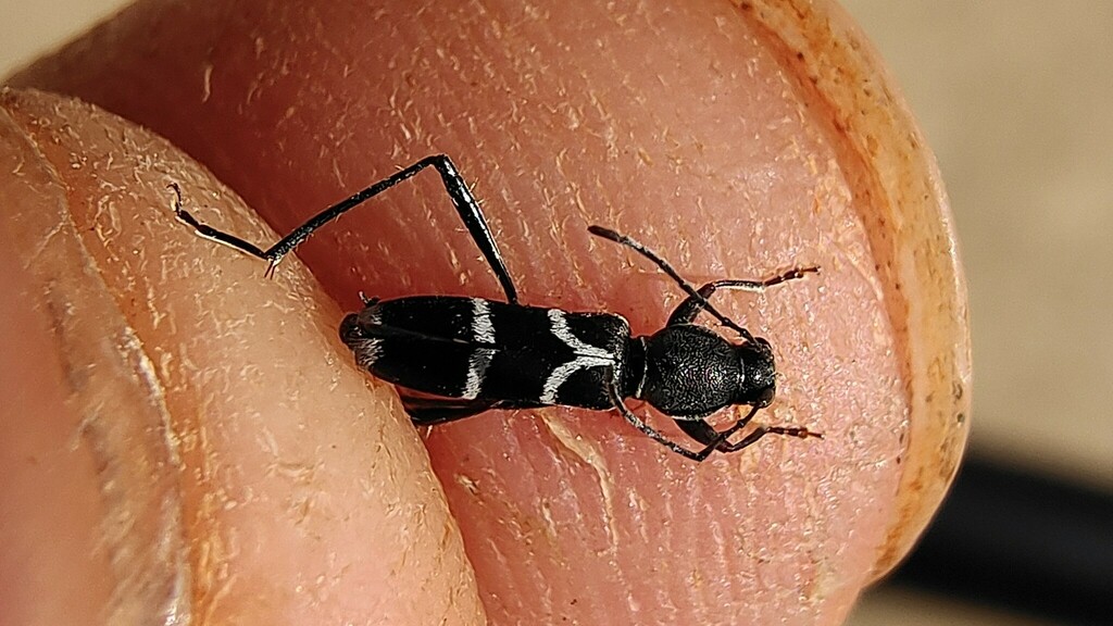 Demonax trudae