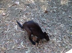 Osphranter bernardus