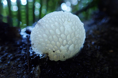 Favolaschia pustulosa