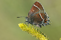 Callophrys spinetorum
