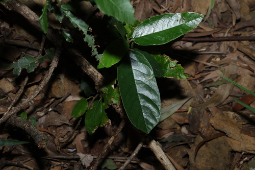 Alphitonia excelsa (Alphitonia excelsa)