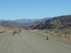 Equus zebra hartmannae