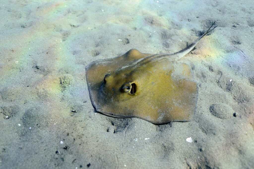 Tortonese's stingray (Dasyatis tortonesei) — Dasyatidae