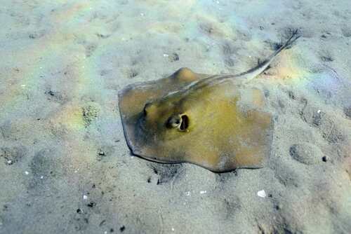 Tortonese's stingray (Dasyatis tortonesei) — Dasyatidae