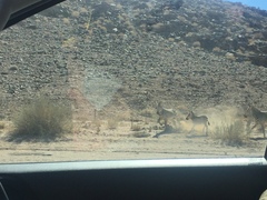 Equus zebra hartmannae