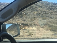 Equus zebra hartmannae