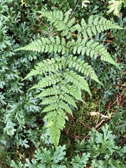 Diplazium kawakamii
