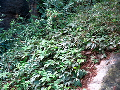 Chamaecostus cuspidatus