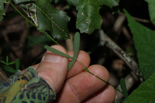 Image of Passiflora aurantia by (c) Greg Tasney, some rights reserved (CC BY-SA)