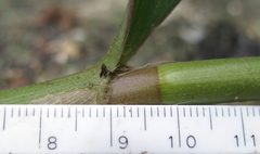 Chamaecostus cuspidatus