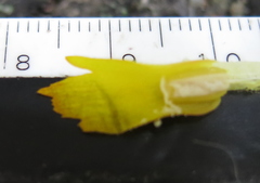 Chamaecostus cuspidatus